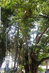 Raffles Park (D11), Detached #461165391